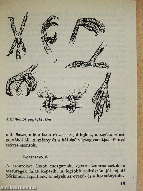 A hullámos papagáj