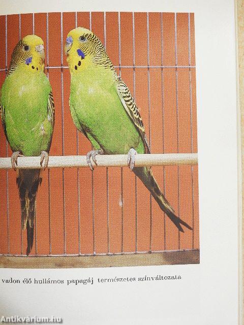 A hullámos papagáj