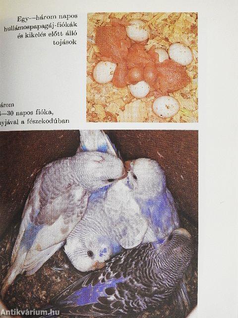 A hullámos papagáj