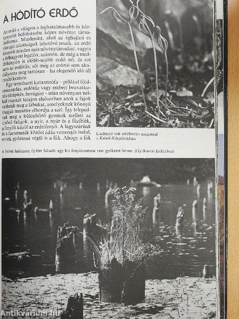 Az erdők nagy képeskönyve