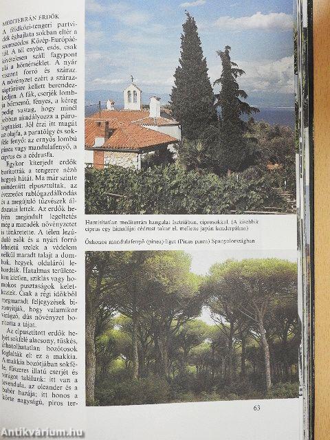 Az erdők nagy képeskönyve