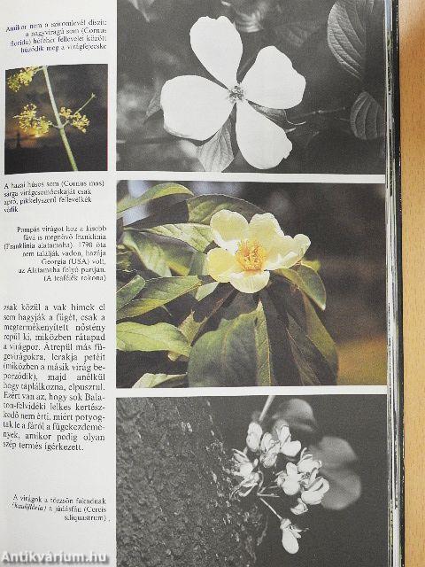 Az erdők nagy képeskönyve