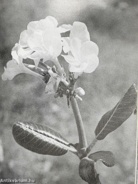 Kubában térképeztünk