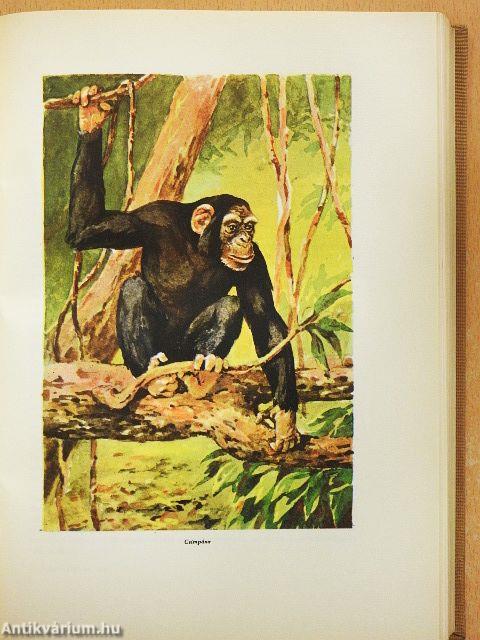 A kultúra világa - A világmindenség/Az élő világ/Az egészséges ember