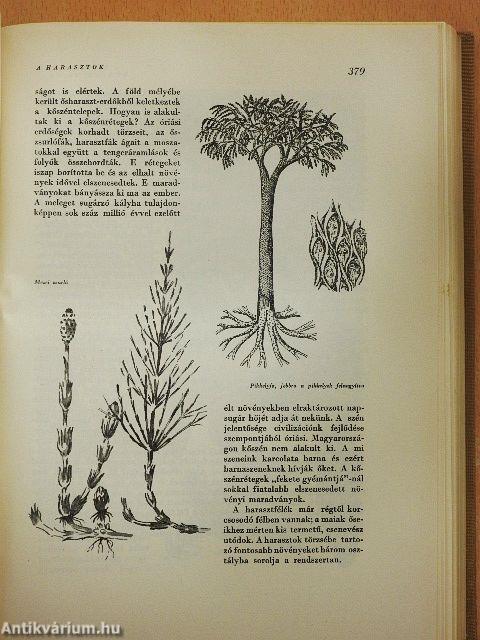 A kultúra világa - A világmindenség/Az élő világ/Az egészséges ember