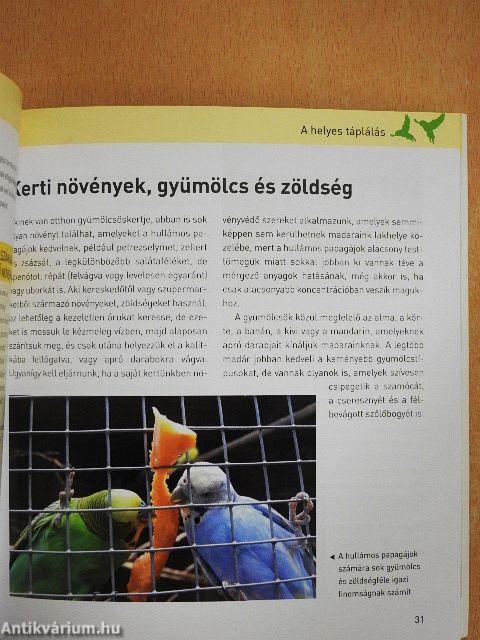 A hullámos papagáj