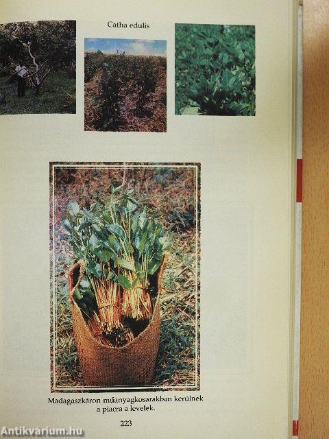 A drogok történelme