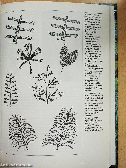 Pálmák a lakásban