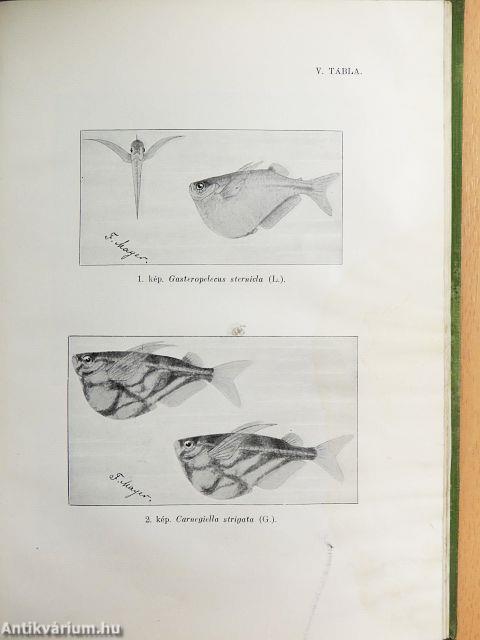 Az akvárium élővilága, berendezése és gondozása