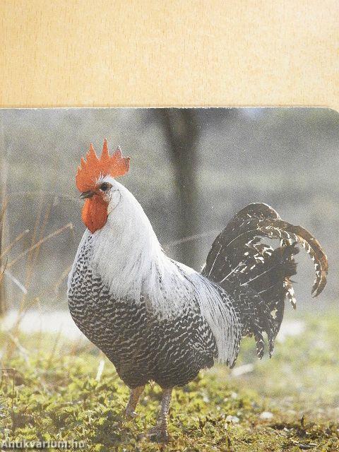 Barátaim az állatok 1.