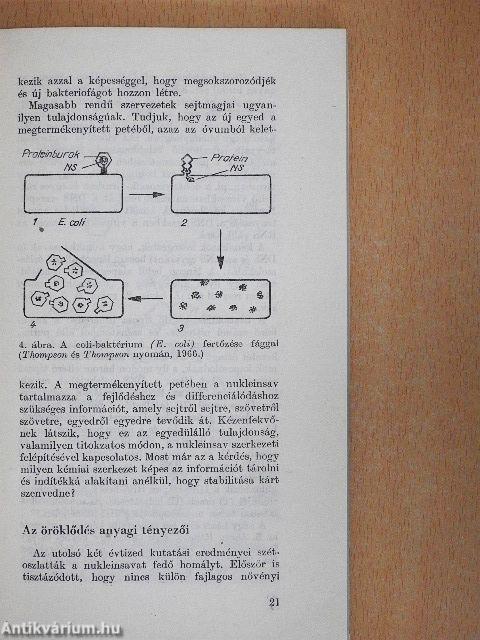 Kromoszómák és gének