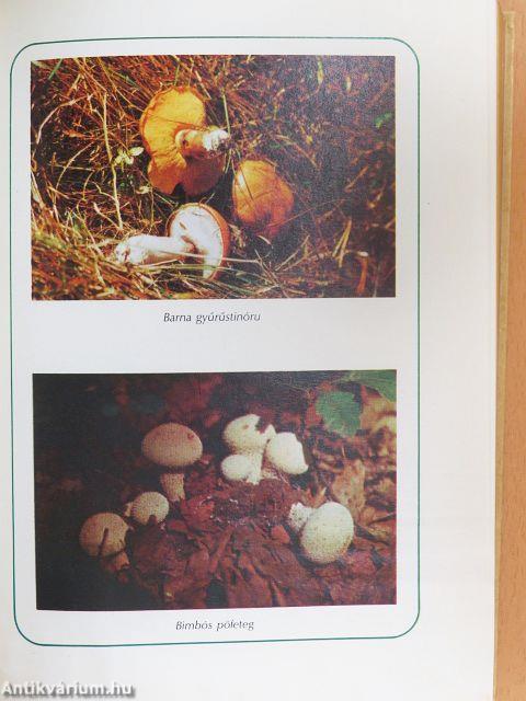 Ételek vadon termő gombákból és erdei gyümölcsökből