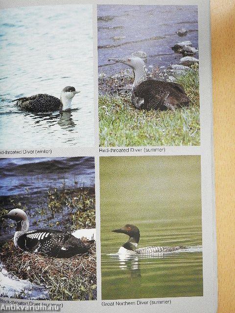 Jim Flegg's Field Guide to the Birds of Britain and Europe