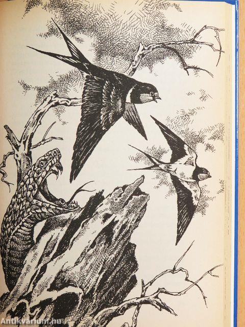 Csí és Vit meg az emberek