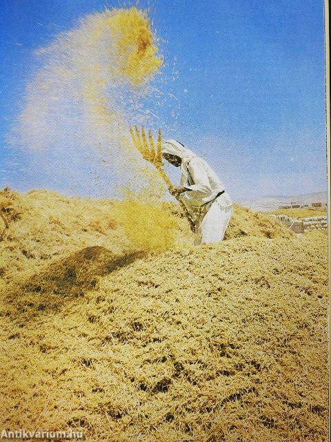 Kézikönyv a Bibliához