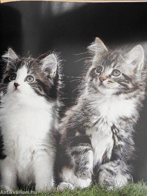 Royal Canin Macskaenciklopédia 2.