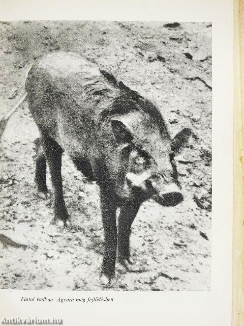 Thaiföldi vadászkalandok