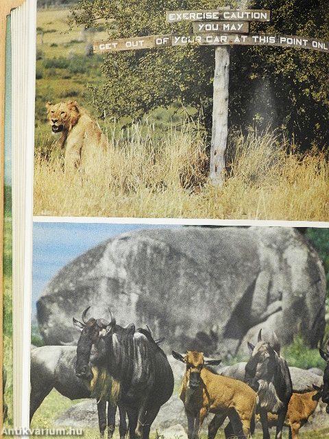 Among Animals of Africa
