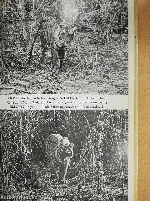 The Face of the Tiger