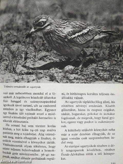 Ezer ágán ezer fészek