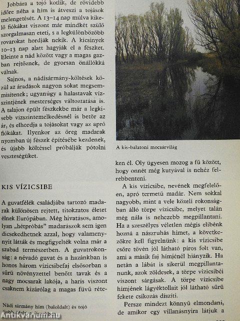 Ezer ágán ezer fészek