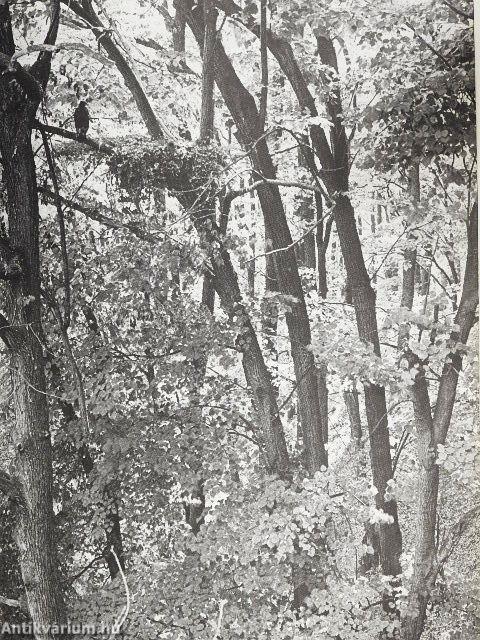 Ezer ágán ezer fészek