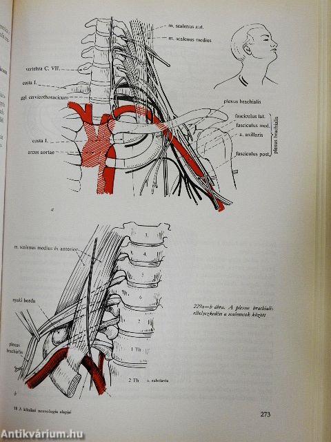 A klinikai neurologia alapjai