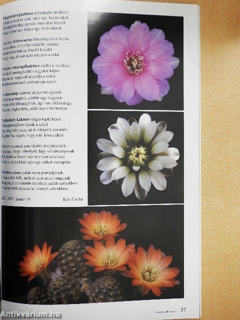 Kaktuszkör-kép 2013/2.