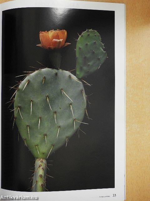 Kaktuszkör-kép 2013/2.