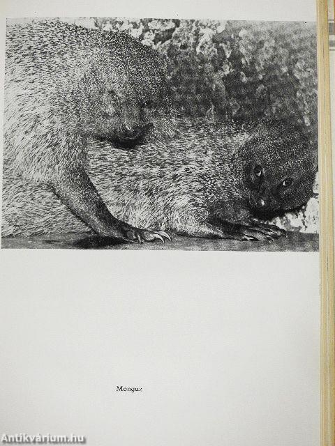 Érdekességek az állatvilágban