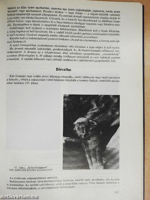 A kutya és a macska egészségvédelme