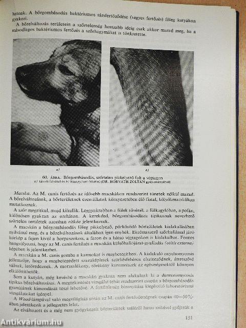 A kutya és a macska egészségvédelme