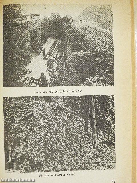 Kerítést élősövényből!