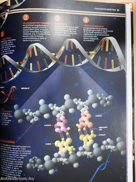 Evolúció és genetika