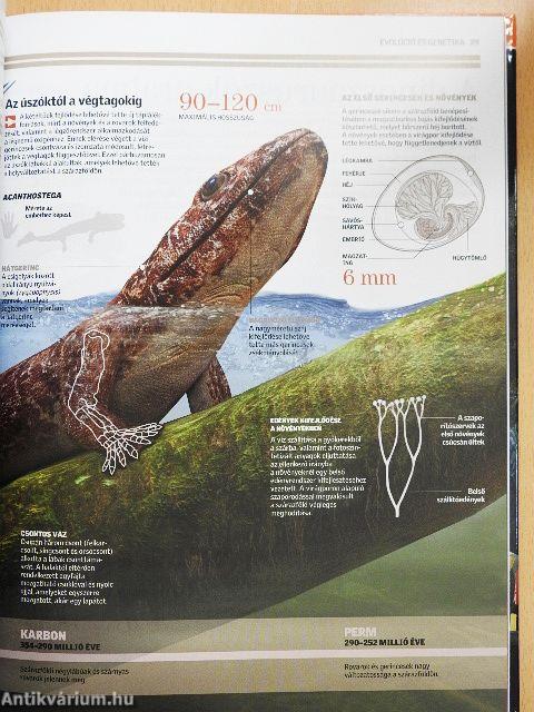Evolúció és genetika