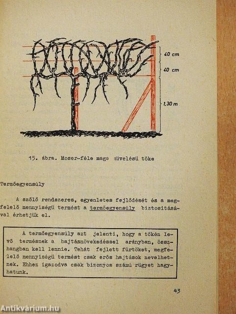 Szakágazati technológia - Borászat I-II.