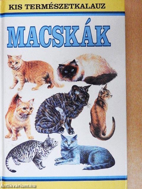 Macskák