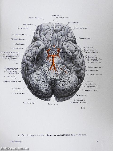 Az agyvelő boncolása