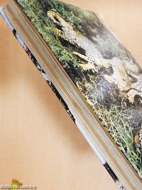 A pettyes szfinx nyomában