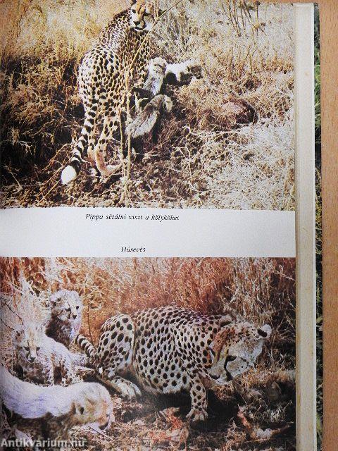 A pettyes szfinx nyomában