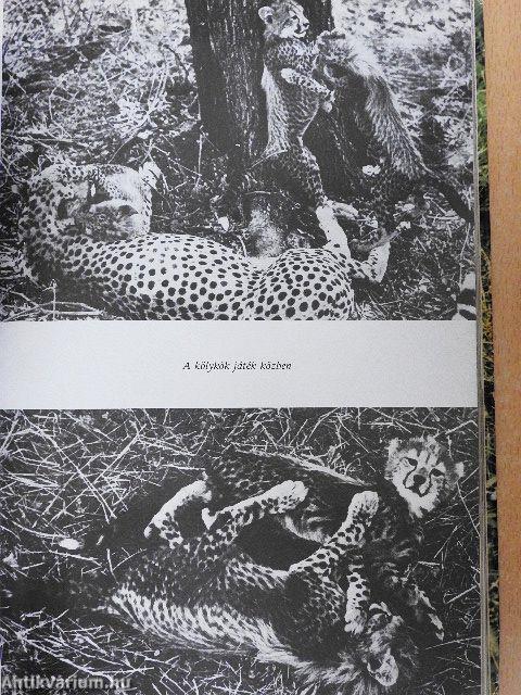 A pettyes szfinx nyomában