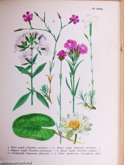 Erdő mező virágai 