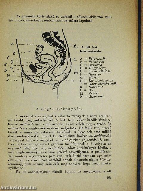 A gyermekévek szekszuálitása