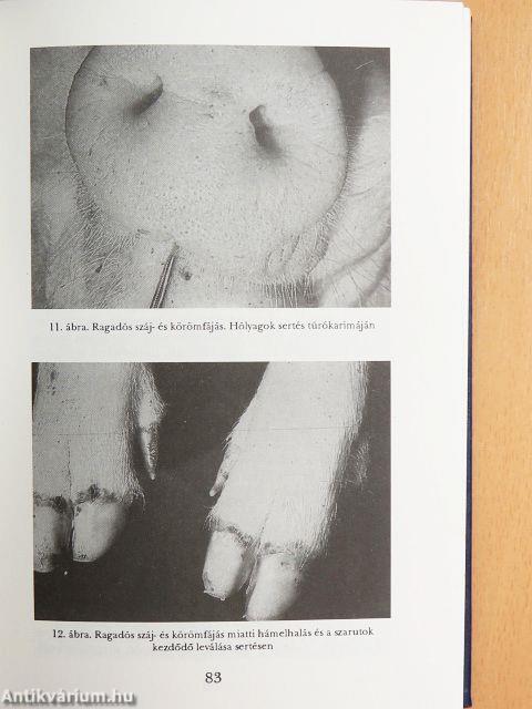 A zoonosisok járványtana