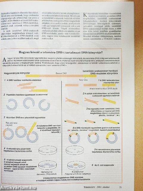 Tudomány 1991. október