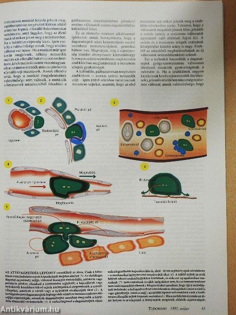 Tudomány 1991. május