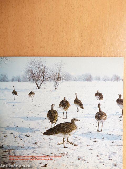 A túzok védelme Magyarországon