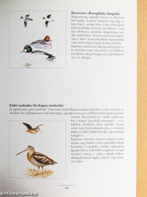 Hogyan lehet vadászni Magyarországon