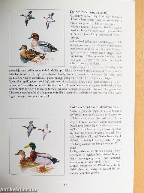 Hogyan lehet vadászni Magyarországon