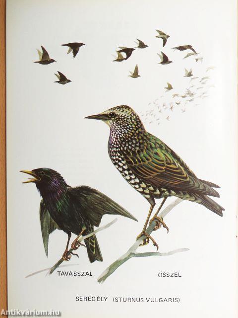 Vadászható madaraink 6.